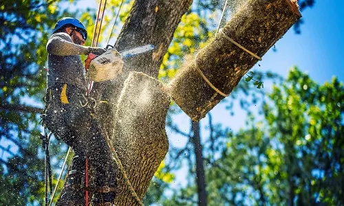 Arborista haciendo corte controlado