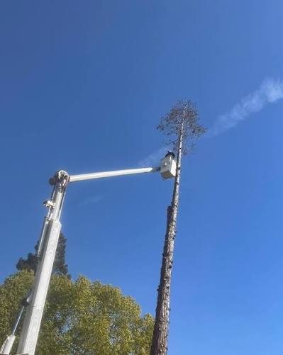 Servicio de remocion de arbol con canastilla