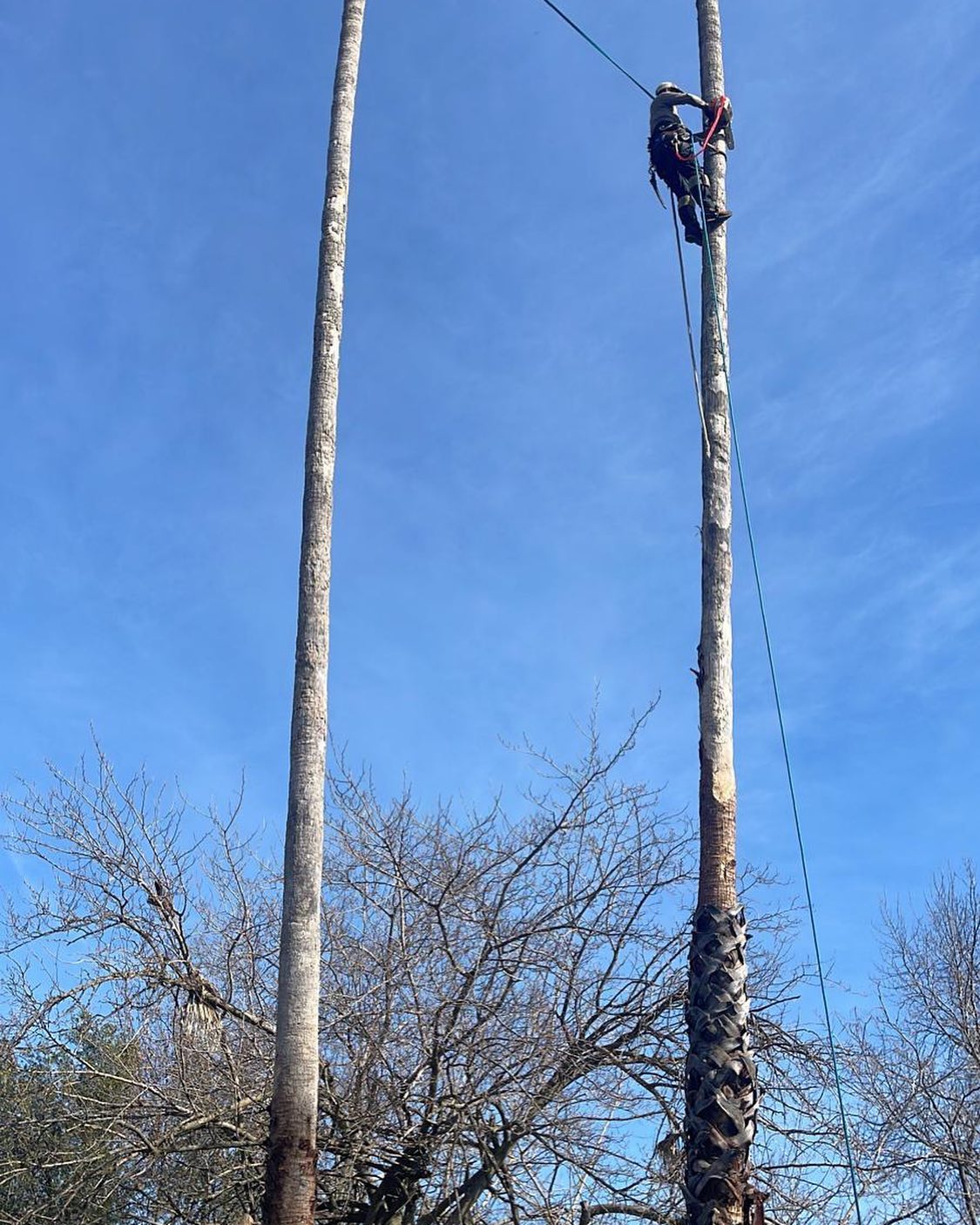Arborist secured with ropes high on a stripped palm trunk
