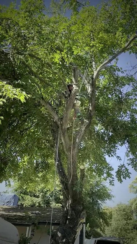 Worker in a tree above a roof, from video supplied by Giovanni